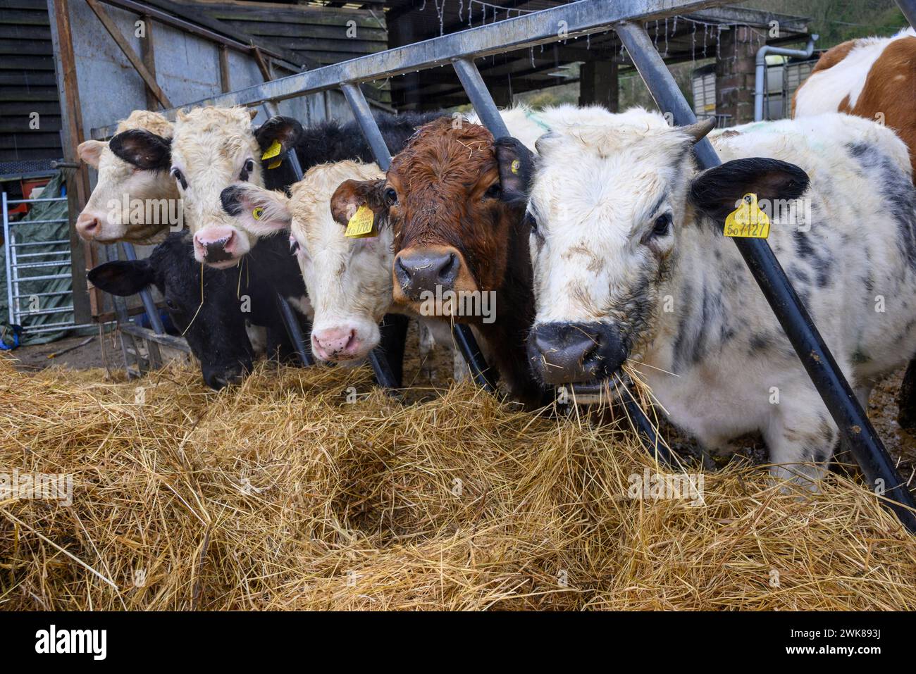 Veaux de vache mangeant du foin à travers les barres d'une grille d'alimentation sur une ferme en hiver Banque D'Images