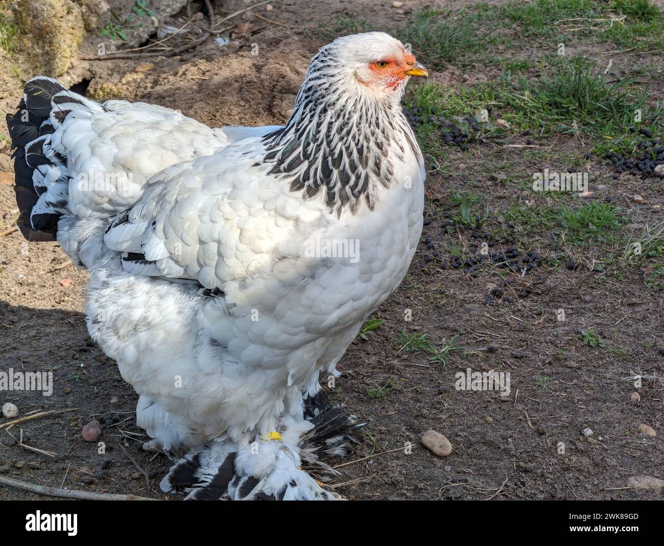 Un poulet de gamme libre sain dans une ferme biologique en France Banque D'Images