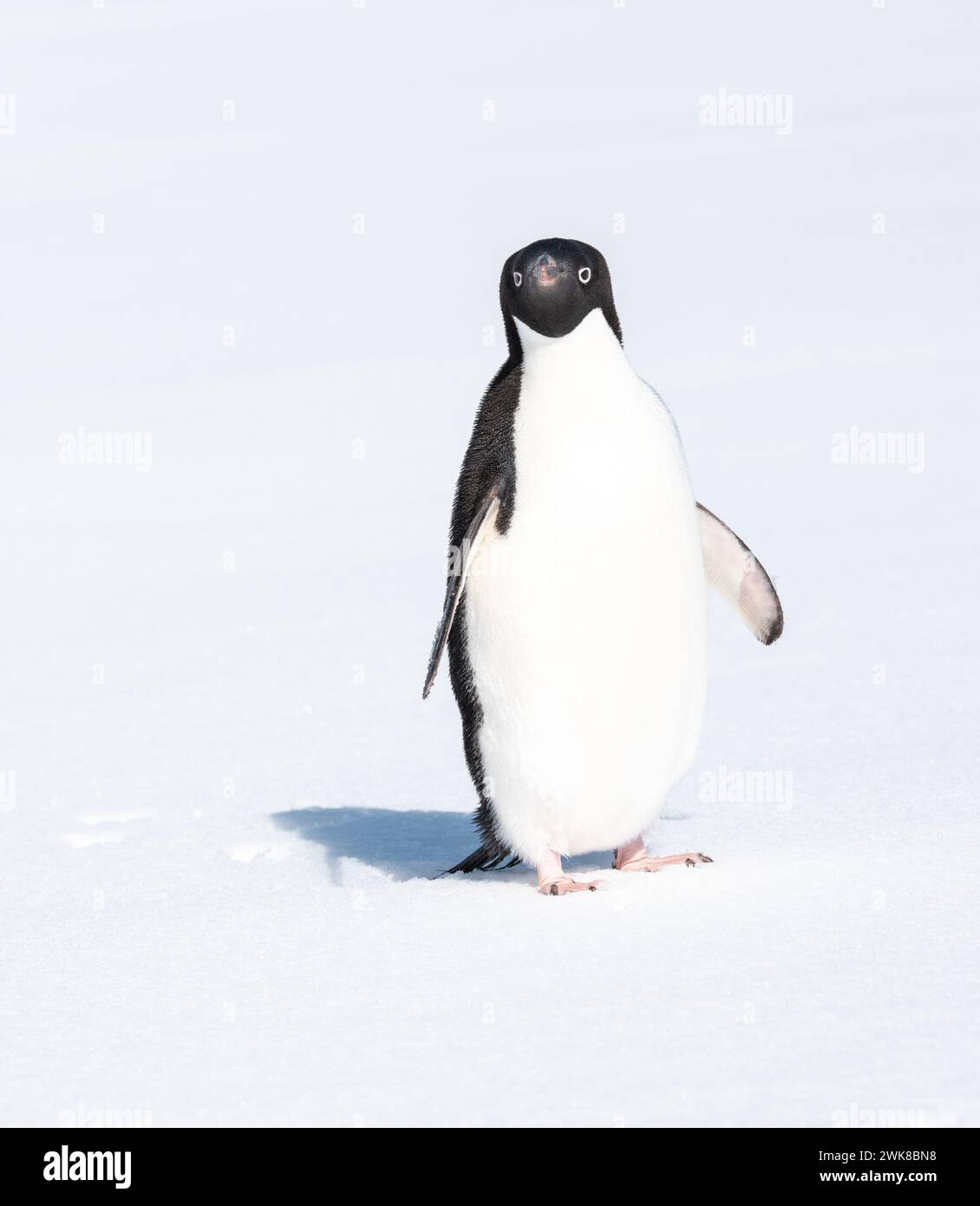 Manchot Adelie isolé debout sur fond de neige en Antarctique. Banque D'Images