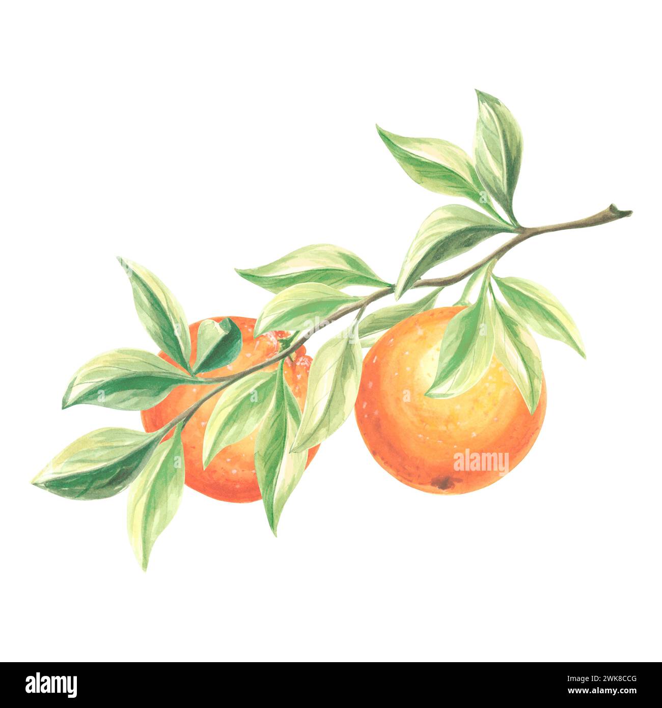Branche de fruits d'oranges avec des feuilles vertes et des fleurs. Aquarelle agrumes d'été isolé à la main illustration botanique dessinée à la main. Dessin de modèle pour post Banque D'Images