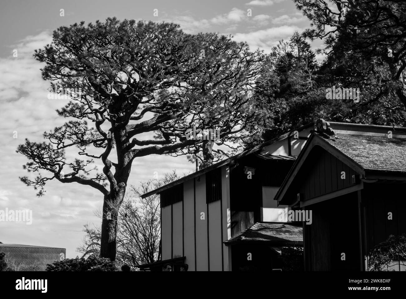 Une échelle de gris d'une cabane en bois près de grands arbres Banque D'Images