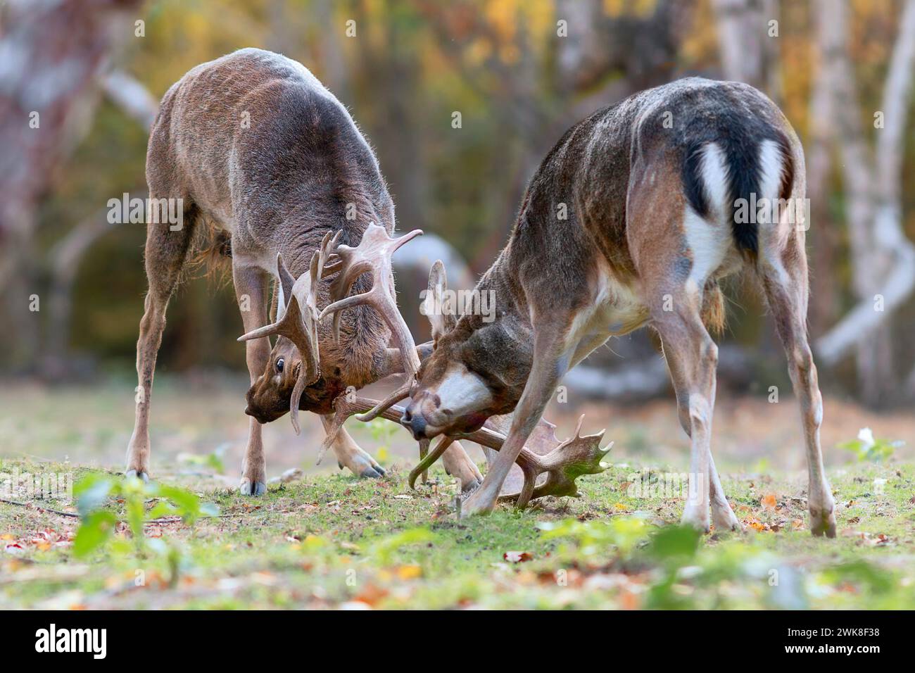 Cerfs de cerfs en jachère combattant pendant la saison d'accouplement (Dama dama) ; m,ALES s'engagent dans la lutte pour des do à la fin de l'automne Banque D'Images