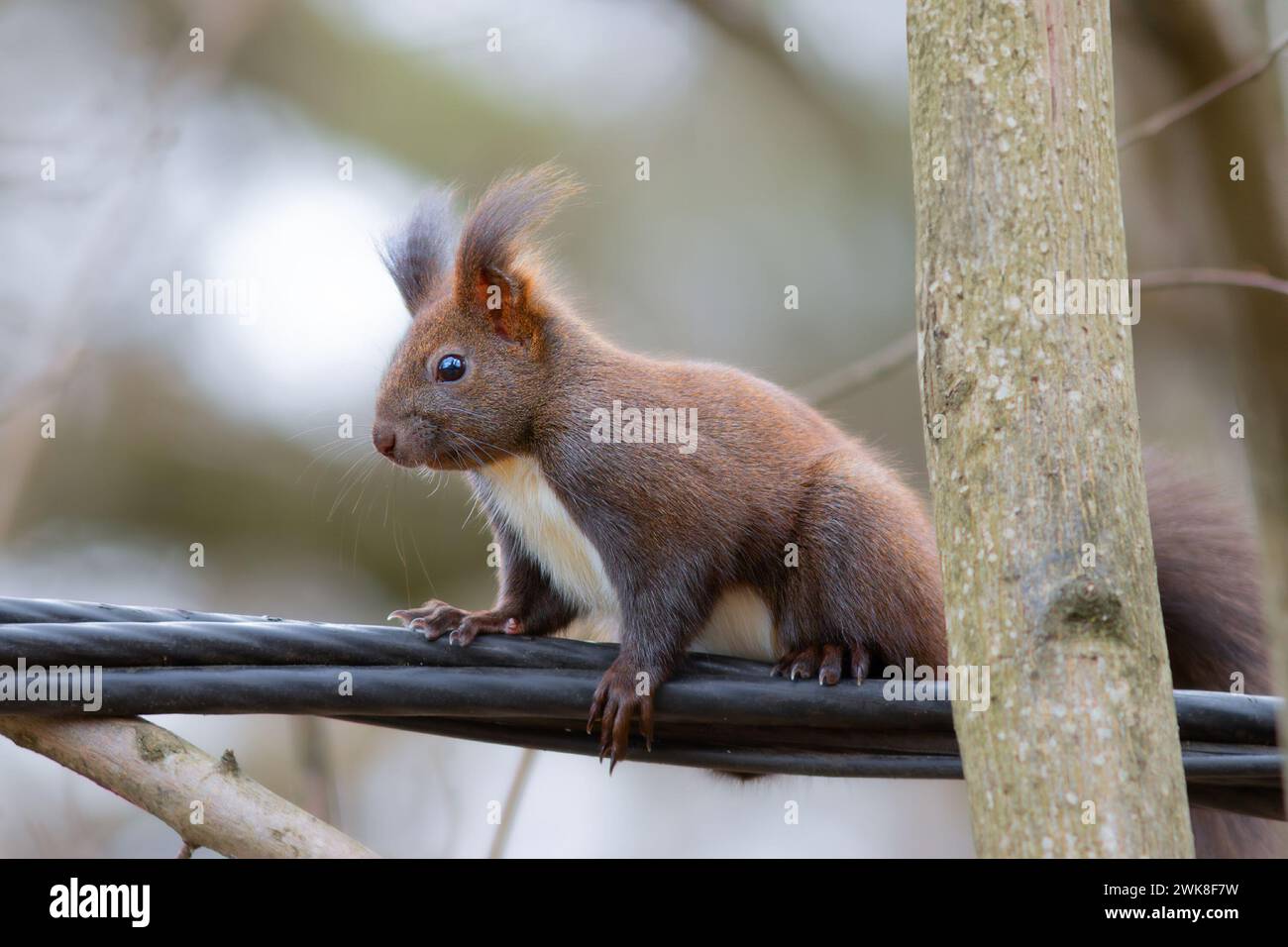 Écureuil rouge sur câble électrique (Sciurus vulgaris) ; c'est un drôle de bel animal vivant dans les parcs urbains Banque D'Images