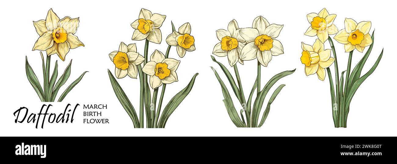 Jonquille, vecteur coloré de fleur de mois de naissance de mars Illustration de Vecteur