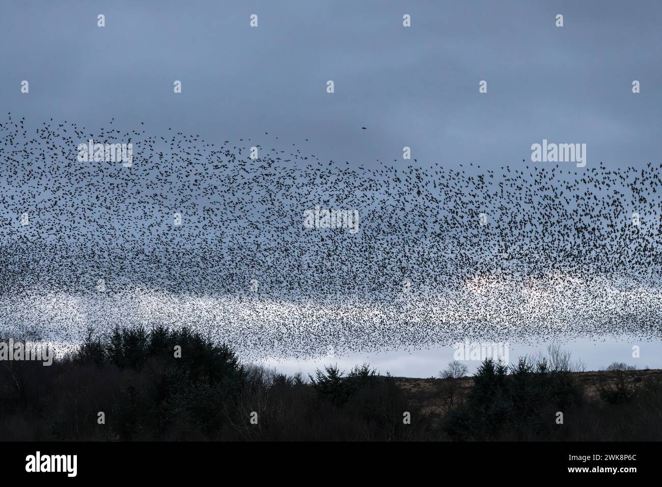 Un énorme troupeau d'étourneaux volant vers leur toit un soir d'hiver dans un bois à Llandegley, près de Llandrindod Wells, Powys, pays de Galles, Royaume-Uni Banque D'Images