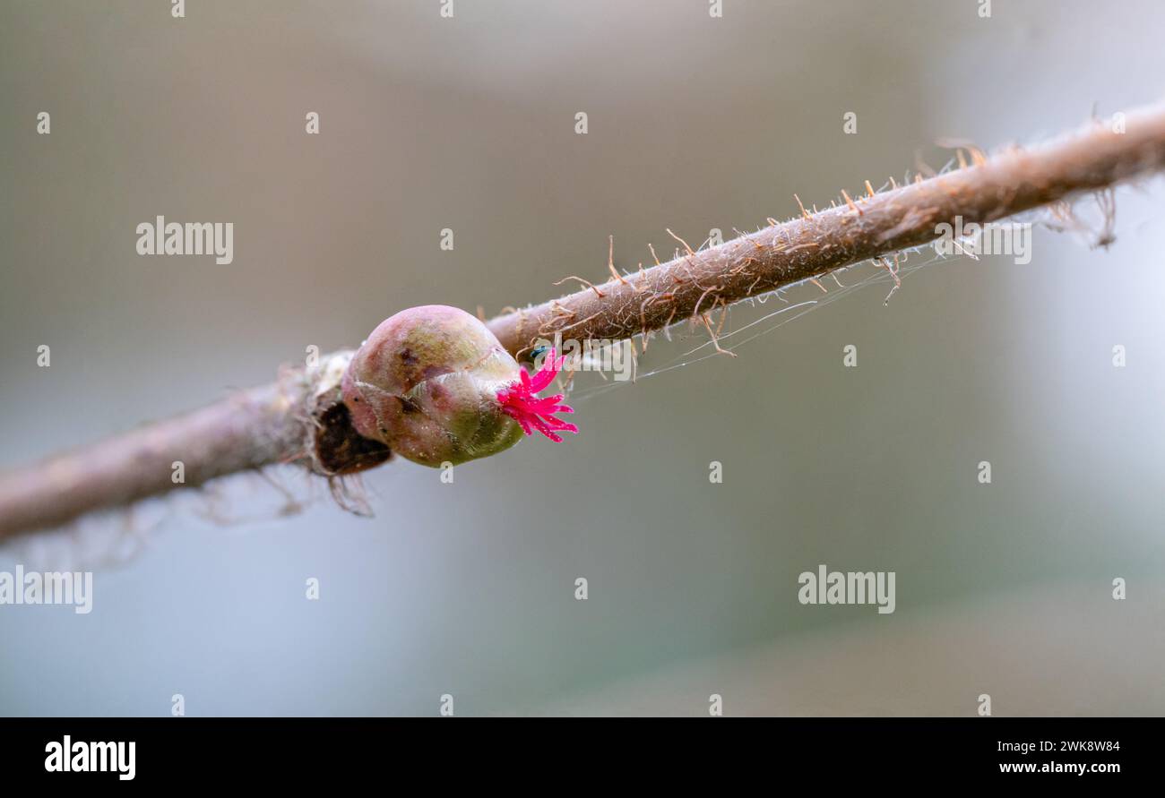 Noisette commune - Corylus avellana - fleurs femelles en gros plan Banque D'Images