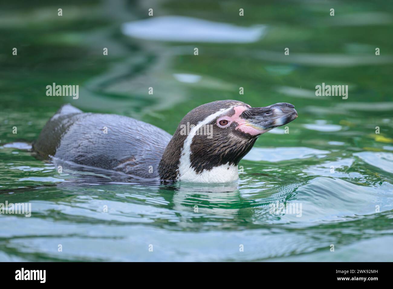 Un manchot de Humboldt (Spheniscus humboldti) dans un zoo autrichien, jour nuageux en hiver Banque D'Images