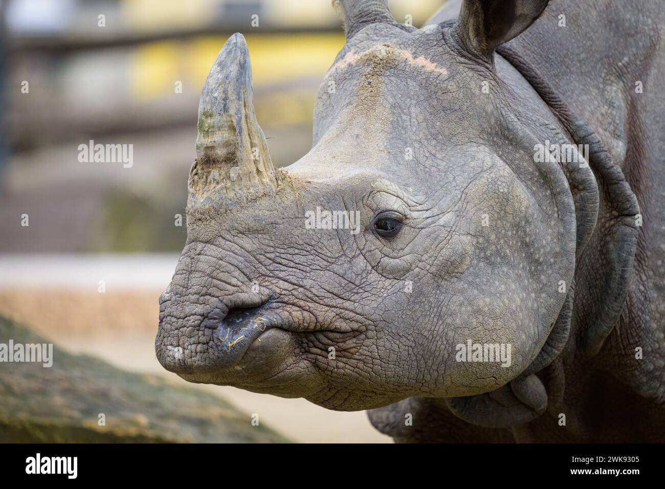 Portrait d'un rhinocéros indien (Rhinoceros unicornis) dans un zoo de Vienne (Autriche), jour nuageux en hiver Banque D'Images