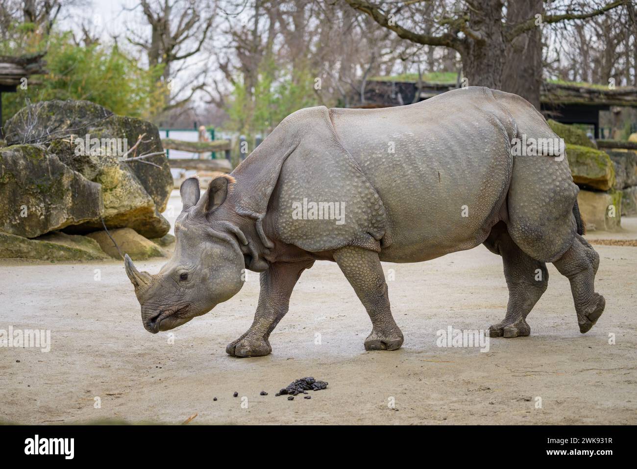 Portrait d'un rhinocéros indien (Rhinoceros unicornis) dans un zoo de Vienne (Autriche), jour nuageux en hiver Banque D'Images