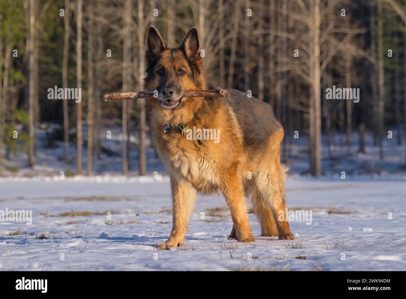 Un berger allemand debout dans la neige, tenant un bâton. Banque D'Images