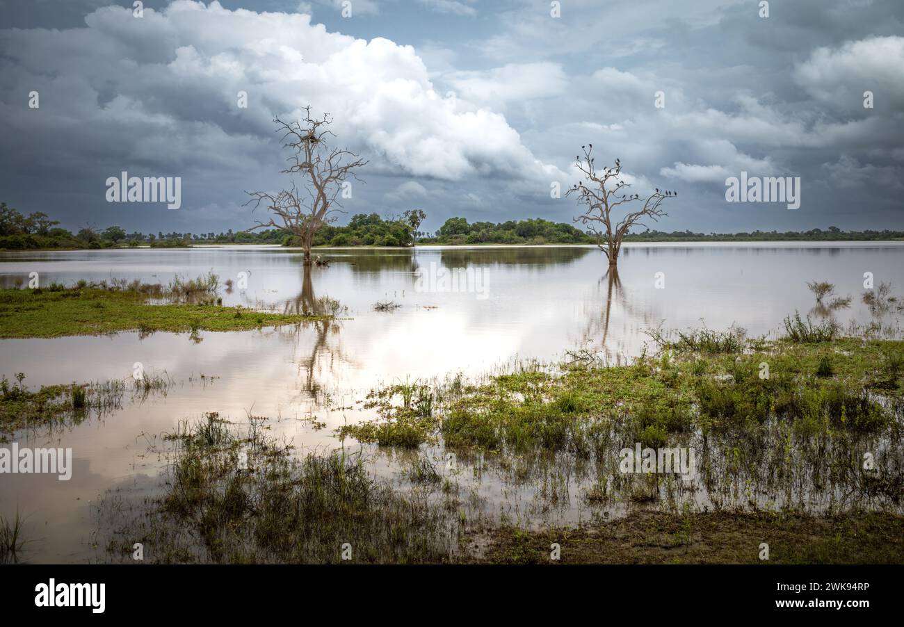 Les cigognes africaines à bec ouvert (Anastomus lamelligerus) attendent sur des arbres morts au-dessus d'un lac inondé alors qu'elles chassent dans le parc national Nyerere (réserve de gibier Selous) Banque D'Images