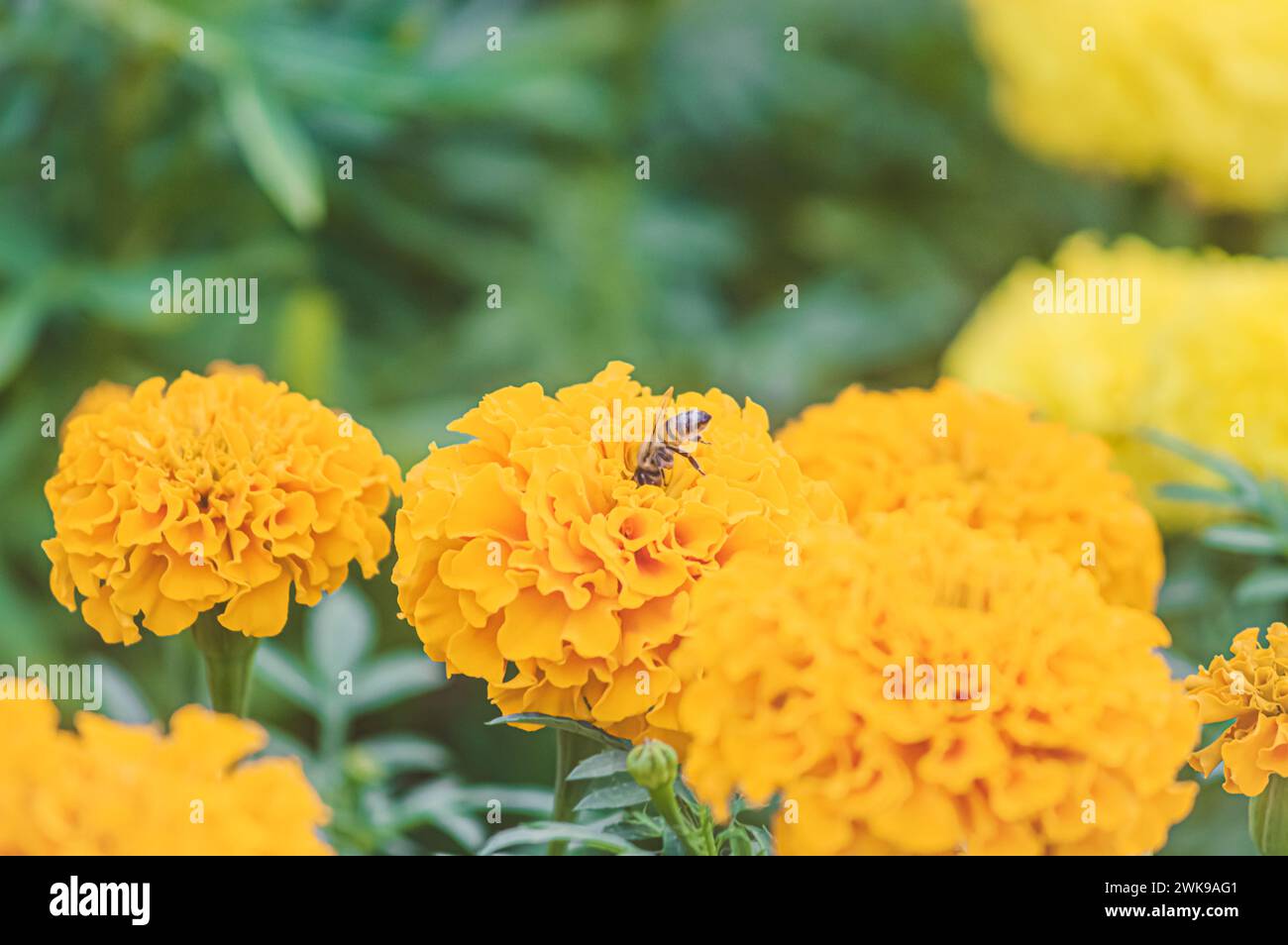 Fleurs jaunes avec une abeille mangeant du pollen, Apis mellifera. Banque D'Images
