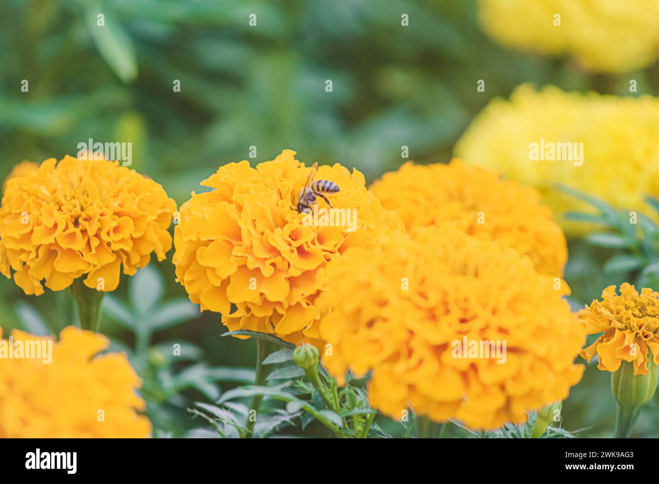 Fleurs jaunes avec une abeille mangeant du pollen, Apis mellifera. Banque D'Images