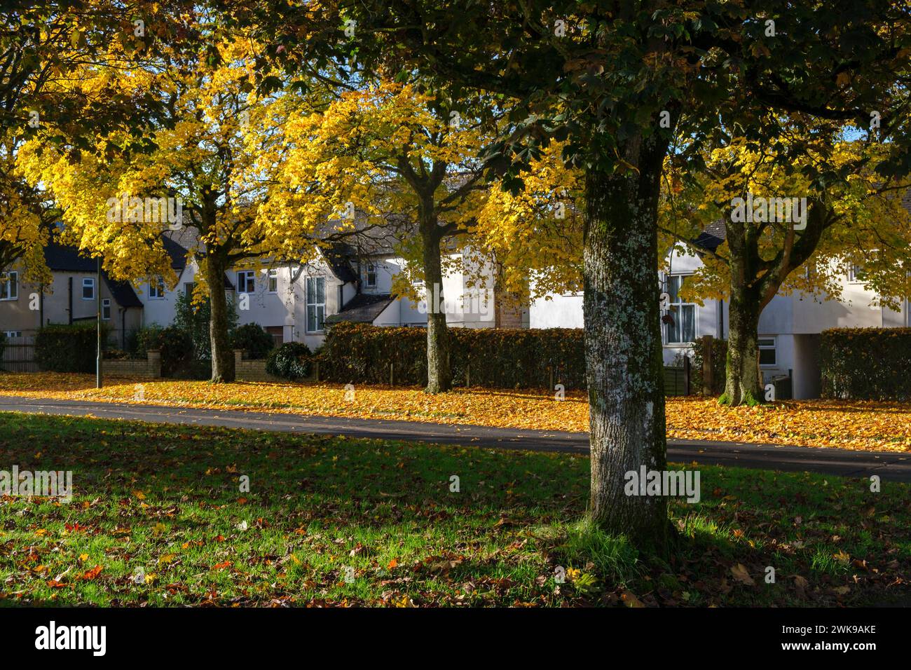 Des arbres au feuillage d'automne jaune vif bordent une route à Cirencester. La couleur d'automne est tardive cette année avec la plupart des arbres encore à tourner. Banque D'Images