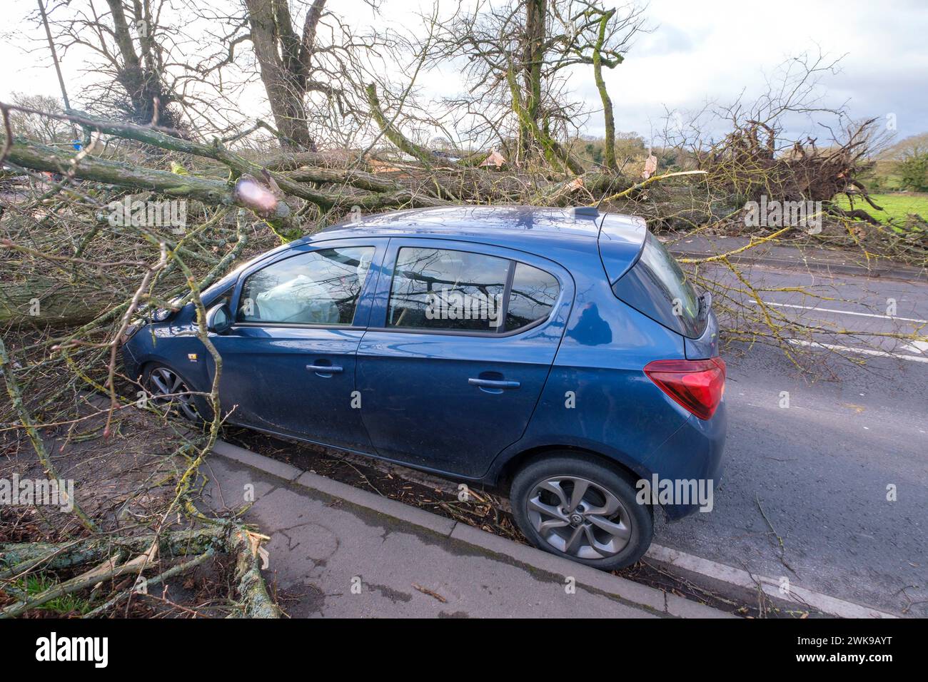 L'A417 (A435) à Cirencester complètement bloqué acheter un arbre tombé abattu dans les vents forts de la tempête Pia. Une petite voiture de Vauxhall a été prise sous les branches extérieures de l'arbre , les occupants seraient OK. Banque D'Images