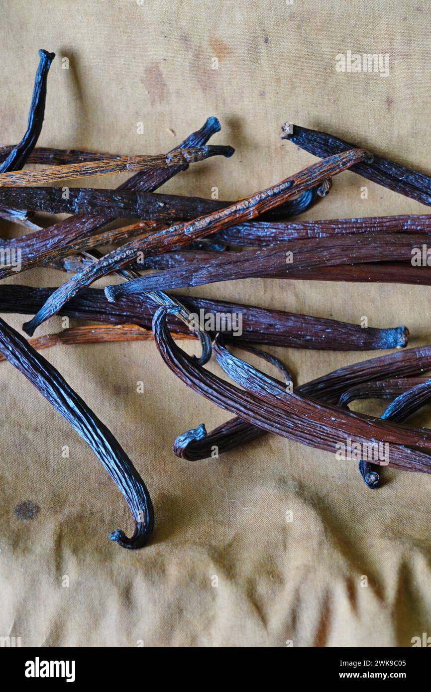 Gousses de vanille fraîches de Huahine, Polynésie française Banque D'Images