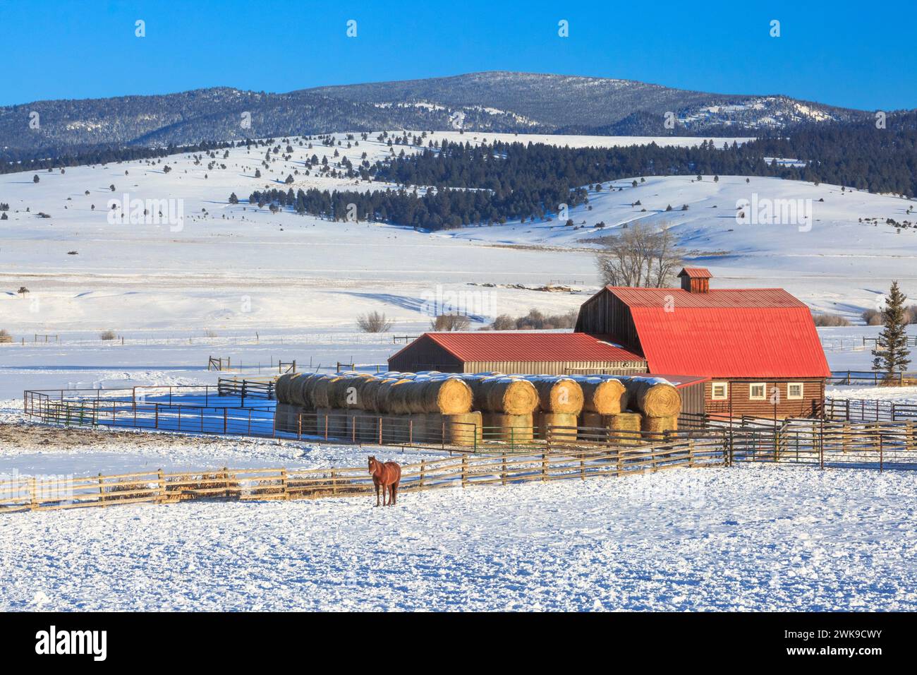 cheval et une grange en rondins au toit rouge dans la vallée du ruisseau de raquettes en hiver près d'avon, montana Banque D'Images