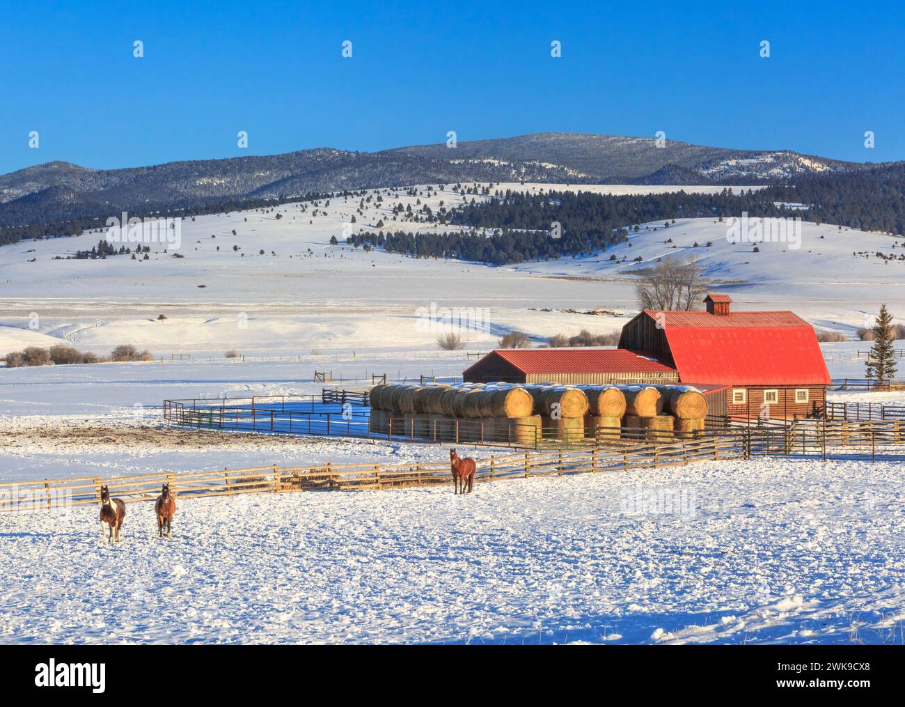chevaux et une grange en rondins au toit rouge dans la vallée du ruisseau de raquettes en hiver près d'avon, montana Banque D'Images