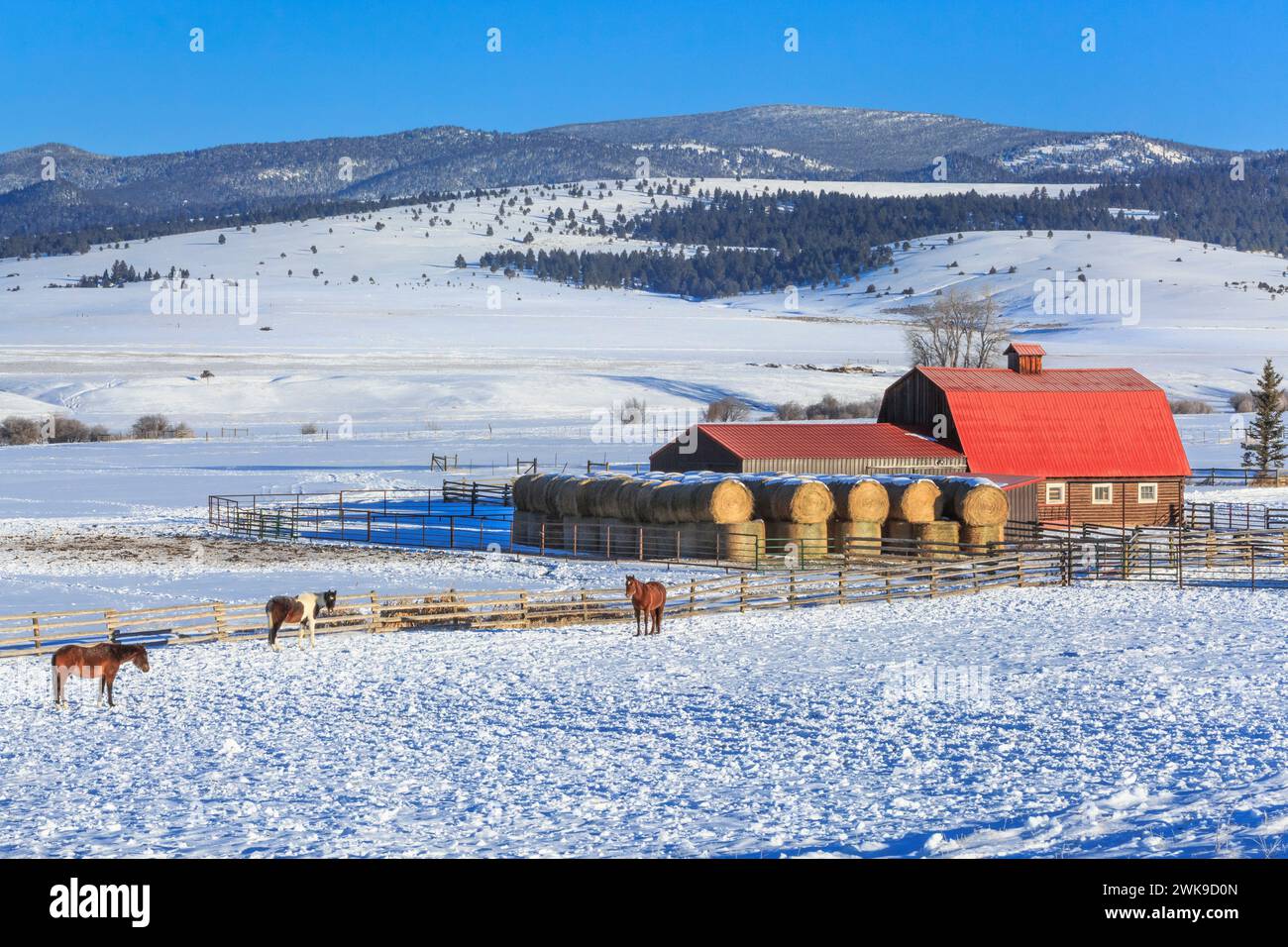 chevaux et une grange en rondins au toit rouge dans la vallée du ruisseau de raquettes en hiver près d'avon, montana Banque D'Images