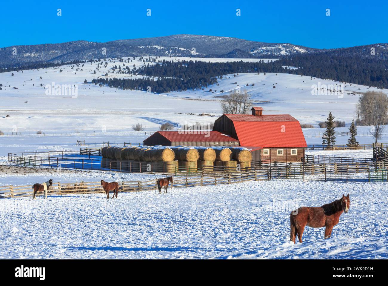 chevaux et une grange en rondins au toit rouge dans la vallée du ruisseau de raquettes en hiver près d'avon, montana Banque D'Images