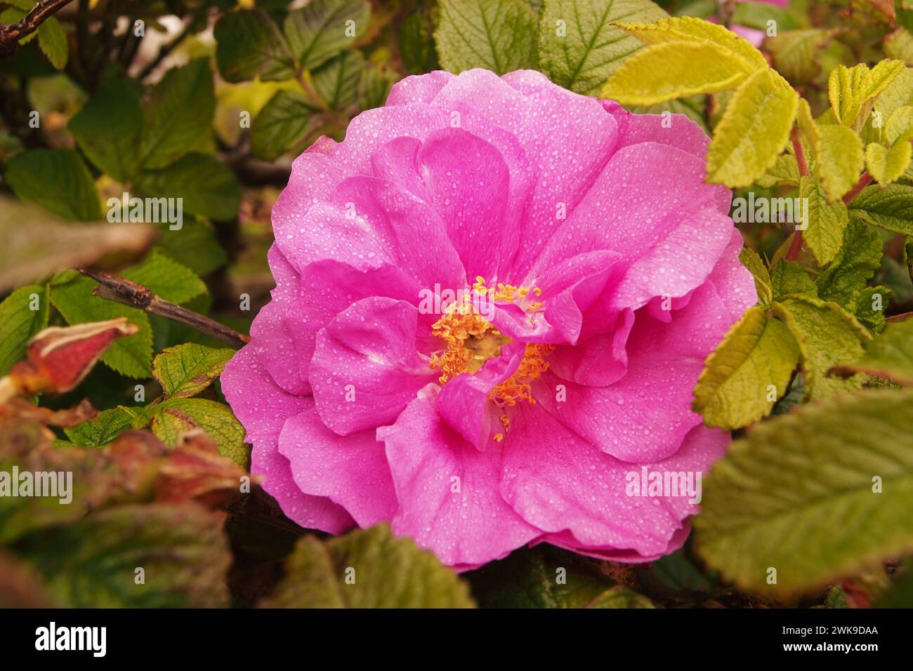 Une Rosa rugosa, une espèce de rose rose, originaire d'Asie de l'est Banque D'Images