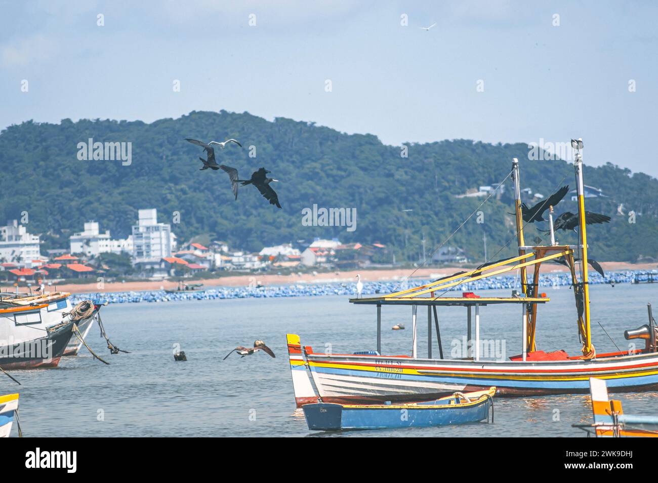 Penha-SC, brésil-février 10,2024 : oiseaux volant sur plusieurs bateaux de pêche qui sont amarrés à la plage de Trapiche à Santta Catarina. Banque D'Images