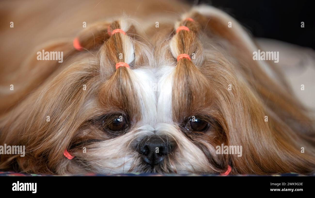 Chien Shih Tzu aux cheveux longs se reposant à une exposition canine Banque D'Images