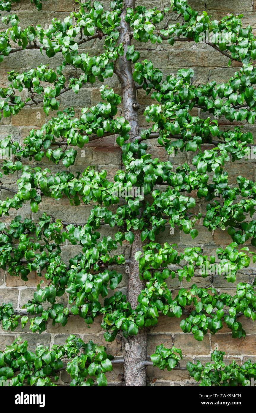 Rufford Old Hall, Rufford, Lancashire, Angleterre, Royaume-Uni Banque D'Images