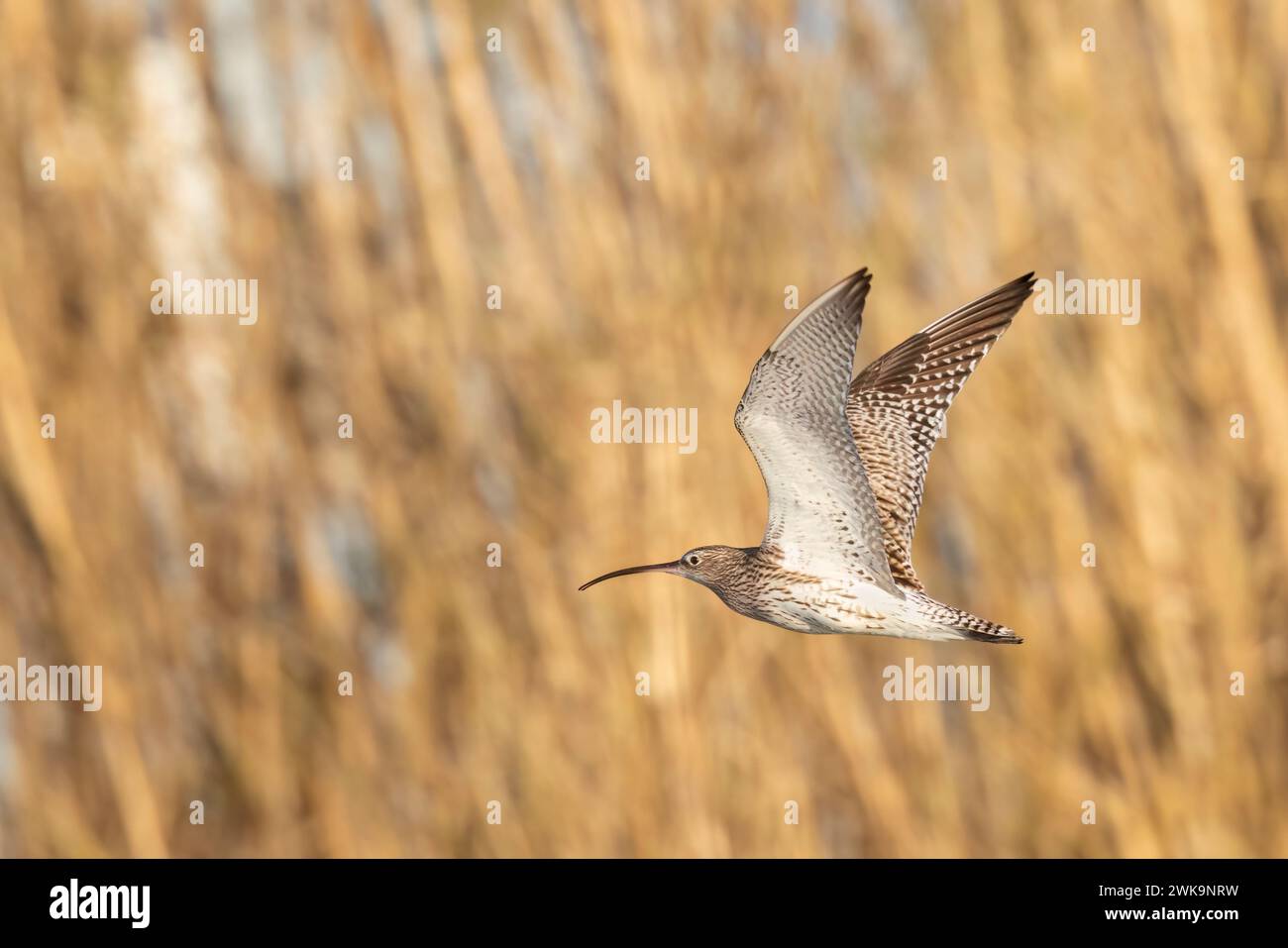 Le courlis eurasien ou courlis commun (Numenius arquata) très gros échassier de la famille des Scolopacidae. Banque D'Images