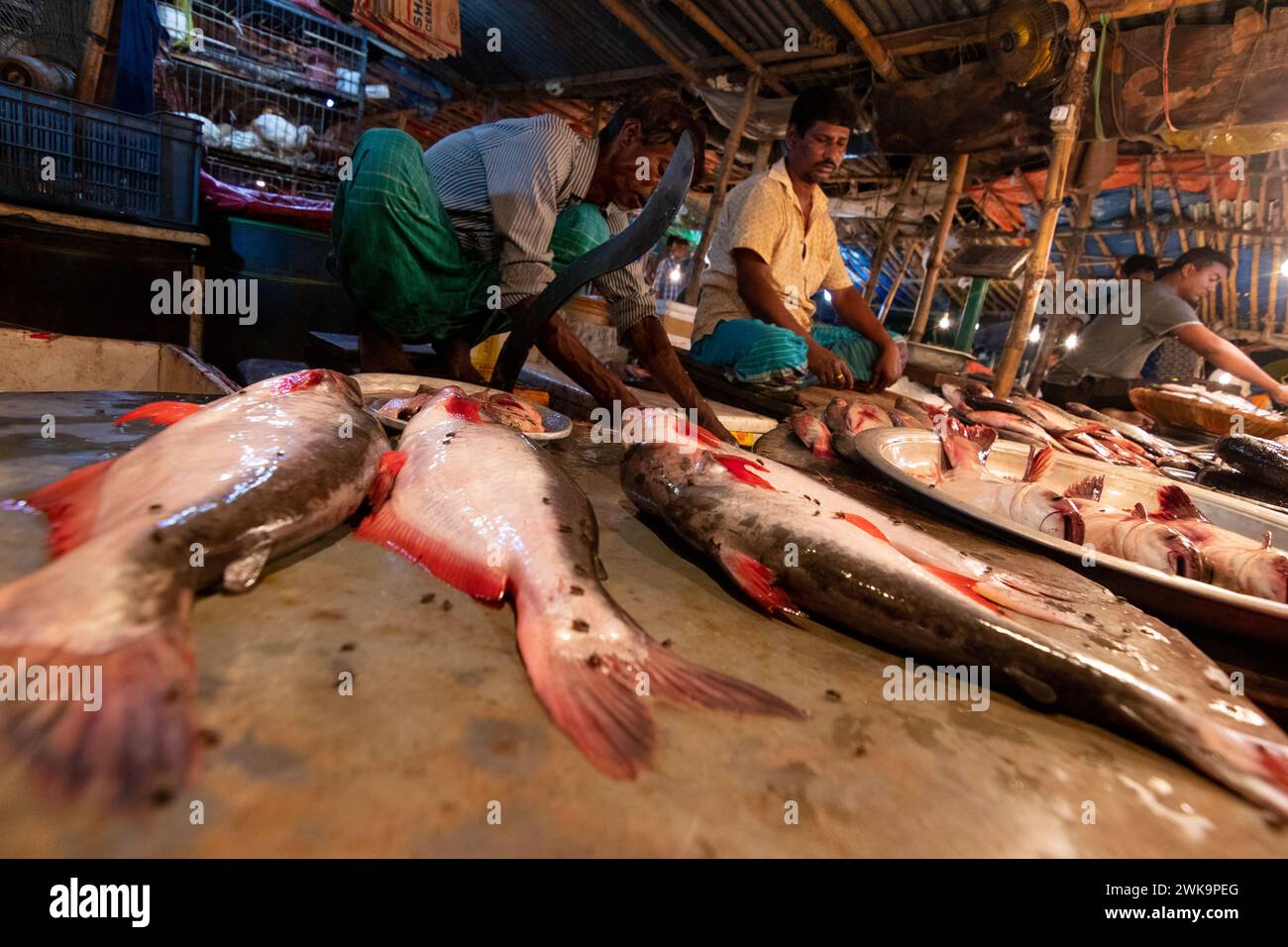 Dhaka, Dhaka, Bangladesh. 19 février 2024. Les vendeurs de poisson vendent des poissons sur un marché de poisson nocturne à Dhaka, au Bangladesh. À Dacca, les gens sont occupés pendant la journée. Donc, ils vont faire du shopping la nuit après l'heure de bureau. Acheteurs et vendeurs marchandent pour obtenir le meilleur prix. (Crédit image : © Joy Saha/ZUMA Press Wire) USAGE ÉDITORIAL SEULEMENT! Non destiné à UN USAGE commercial ! Crédit : ZUMA Press, Inc/Alamy Live News Banque D'Images