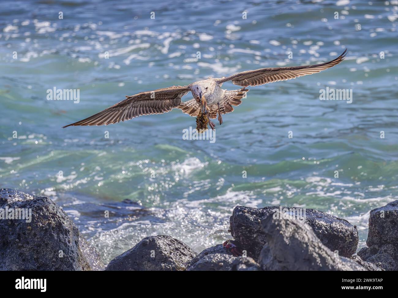 Une goélette juvénile, Larus, en vol transportant de la nourriture dans son bec, vue de face, Fuerteventura, îles Canaries, Espagne Banque D'Images