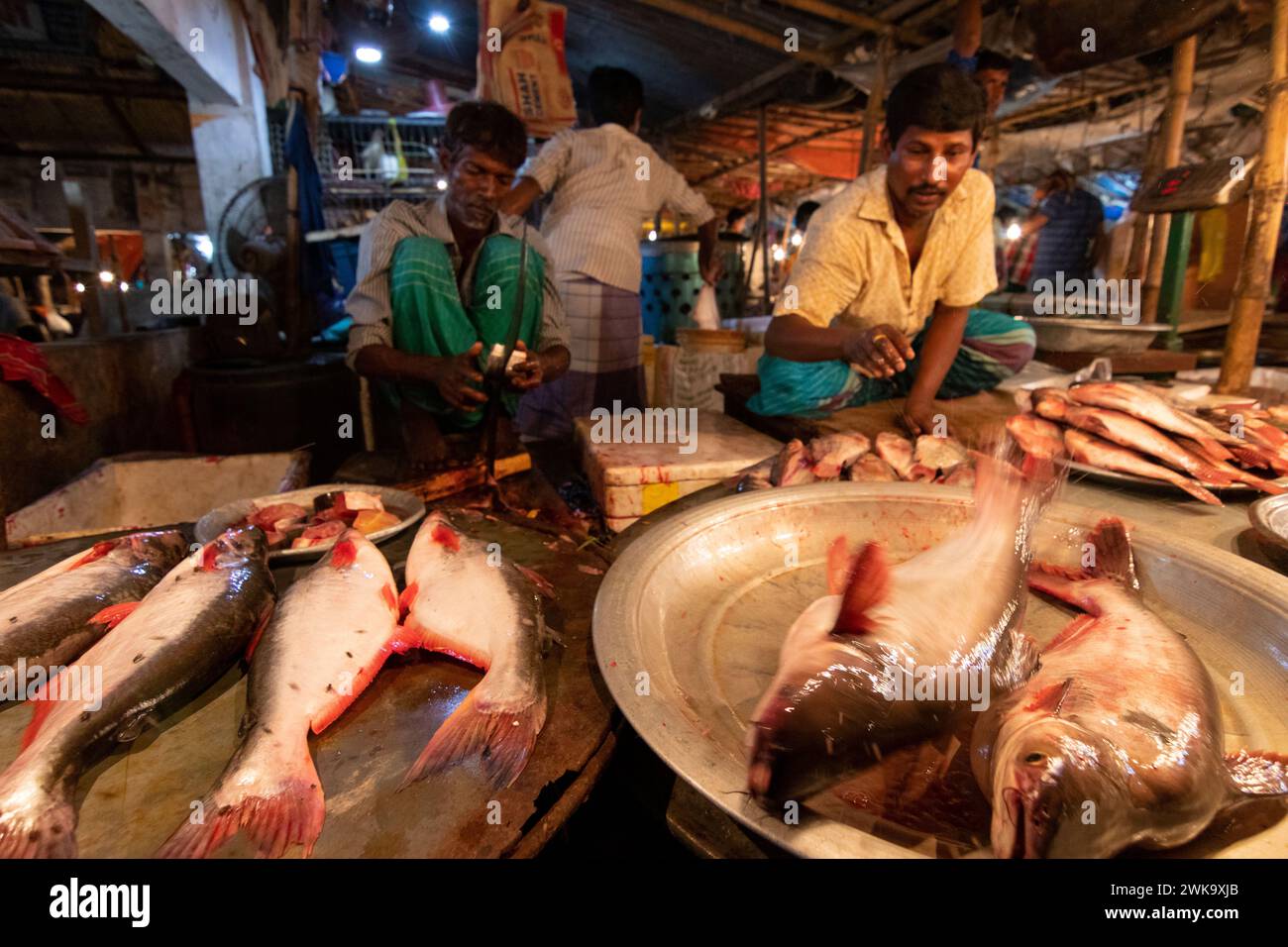 Dhaka, Dhaka, Bangladesh. 19 février 2024. Les vendeurs de poisson vendent des poissons sur un marché de poisson nocturne à Dhaka, au Bangladesh. À Dacca, les gens sont occupés pendant la journée. Donc, ils vont faire du shopping la nuit après l'heure de bureau. Acheteurs et vendeurs marchandent pour obtenir le meilleur prix. (Crédit image : © Joy Saha/ZUMA Press Wire) USAGE ÉDITORIAL SEULEMENT! Non destiné à UN USAGE commercial ! Crédit : ZUMA Press, Inc/Alamy Live News Banque D'Images