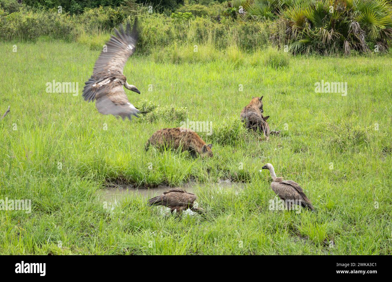 Deux hyènes protègent la carcasse d'un impala mort alors que les vautours à dos blanc se rassemblent dans le parc national de Nyerere (réserve de gibier de Selous) dans le sud de la Tanzanie. Banque D'Images