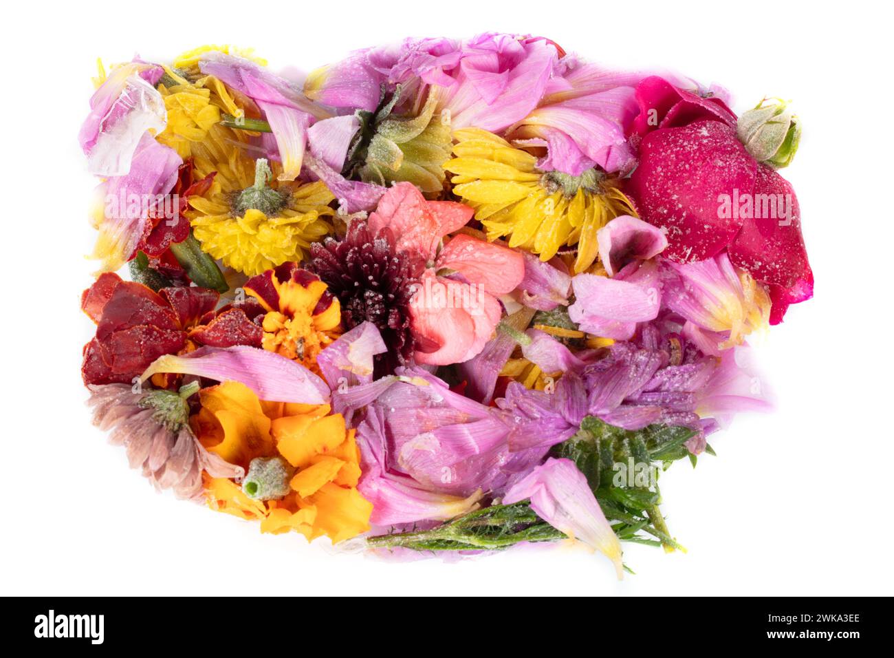 Bouquet de fleurs différentes congelées sur un fond blanc. Point de couleur pour la conception. Banque D'Images