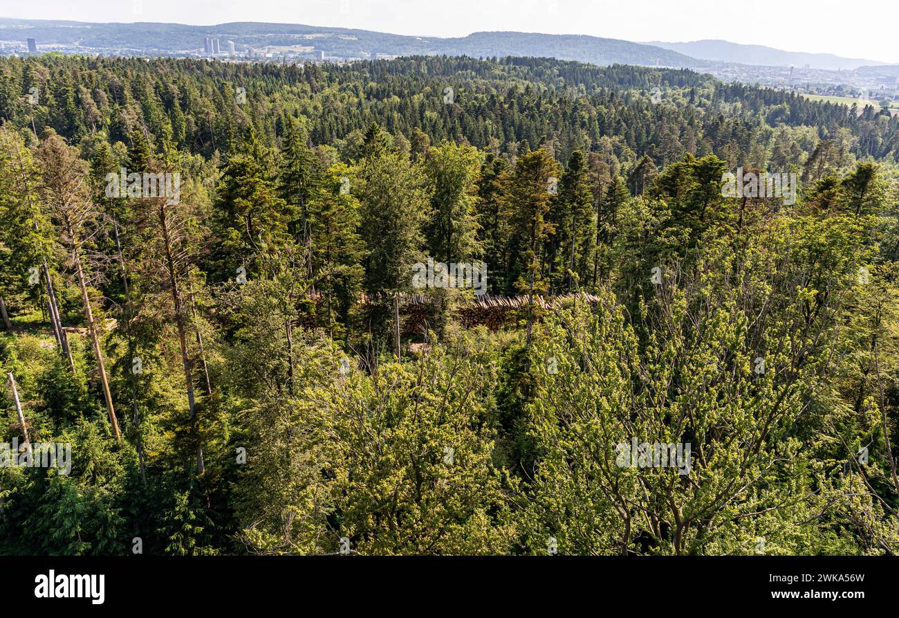 Blick auf die Baumkronen von Wald- und Laubbäumen im Hardwald im Zürcher Unterland. (Dietlikon, Schweiz, 01.06.2023) Banque D'Images