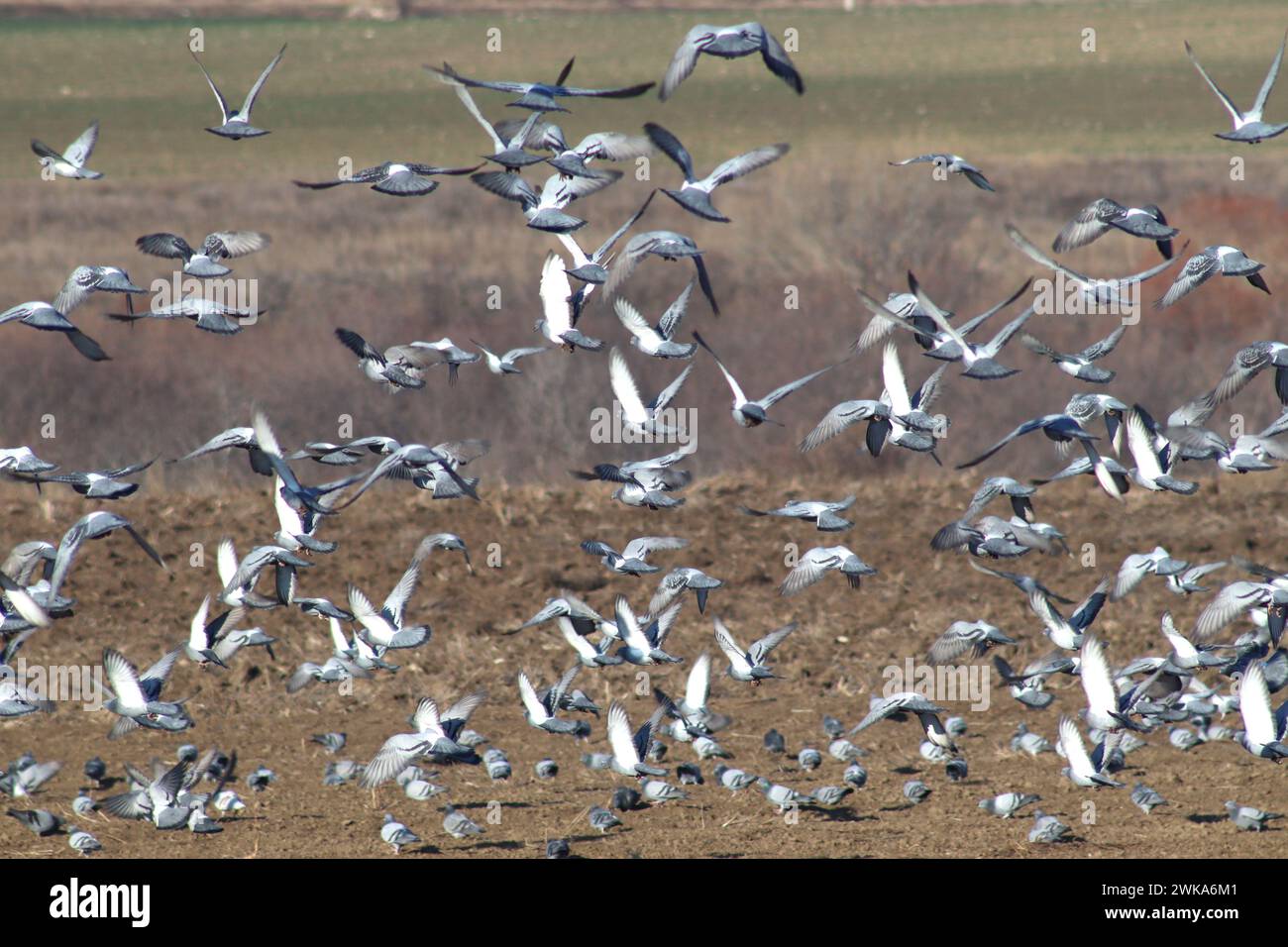 Mosaïque rurale. Vol de pigeon. Formation désordonnée. Banque D'Images