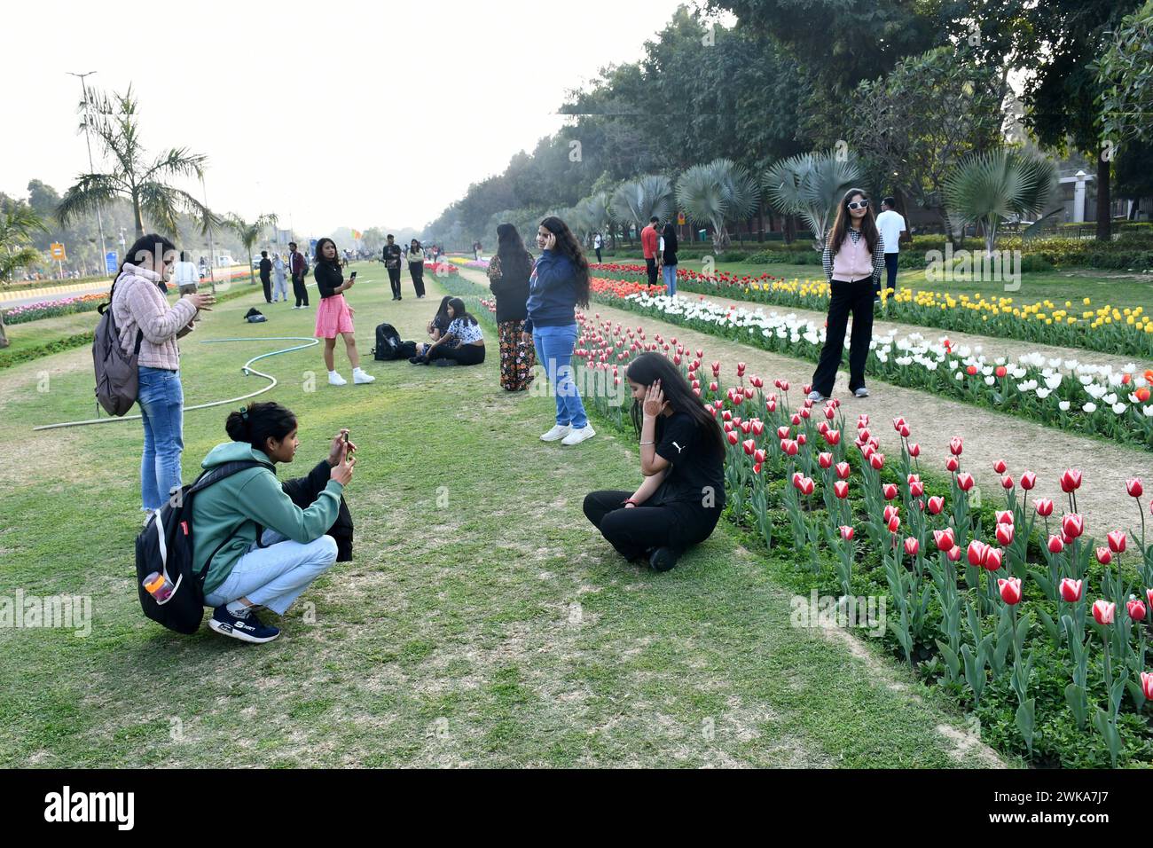 New Delhi, Delhi, INDE. 19 février 2024. Fleurs de jardin de tulipes fleurissant, les gens sont arrivés pour voir les tulipes fleurir. Visite de la capitale nationale au spectacle de tulipes dans Diplomacy Road Shanti Path à Chankya Puri, Inn New Delhi lundi, photo de ravi Batra/inde (crédit image : © ravi Batra/ZUMA Press Wire) USAGE ÉDITORIAL SEULEMENT! Non destiné à UN USAGE commercial ! Banque D'Images