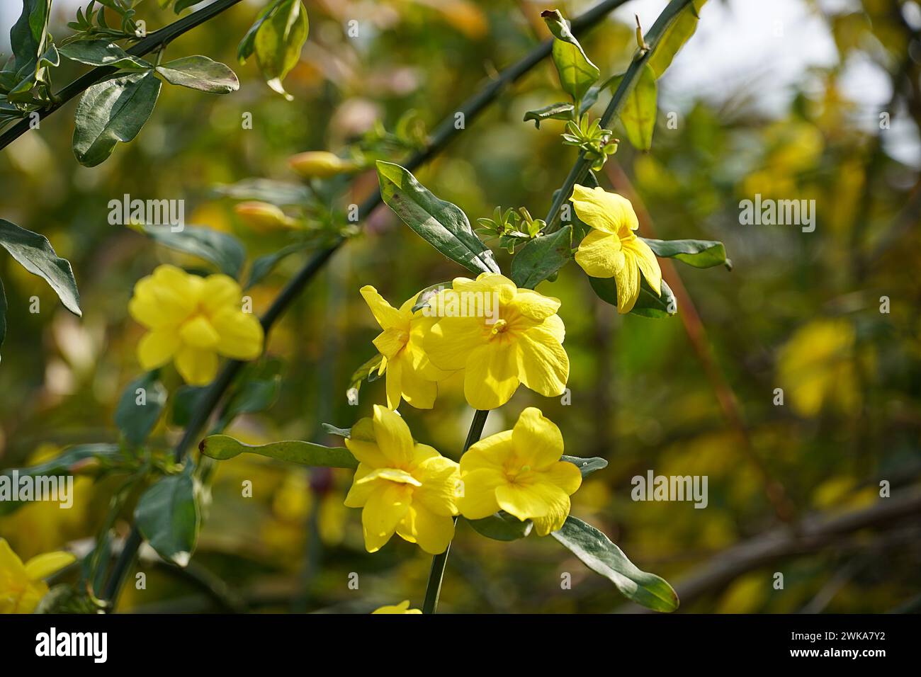 Jasmin d'hiver, ou Jasminum nudiflorum, fleurs jaunes Banque D'Images