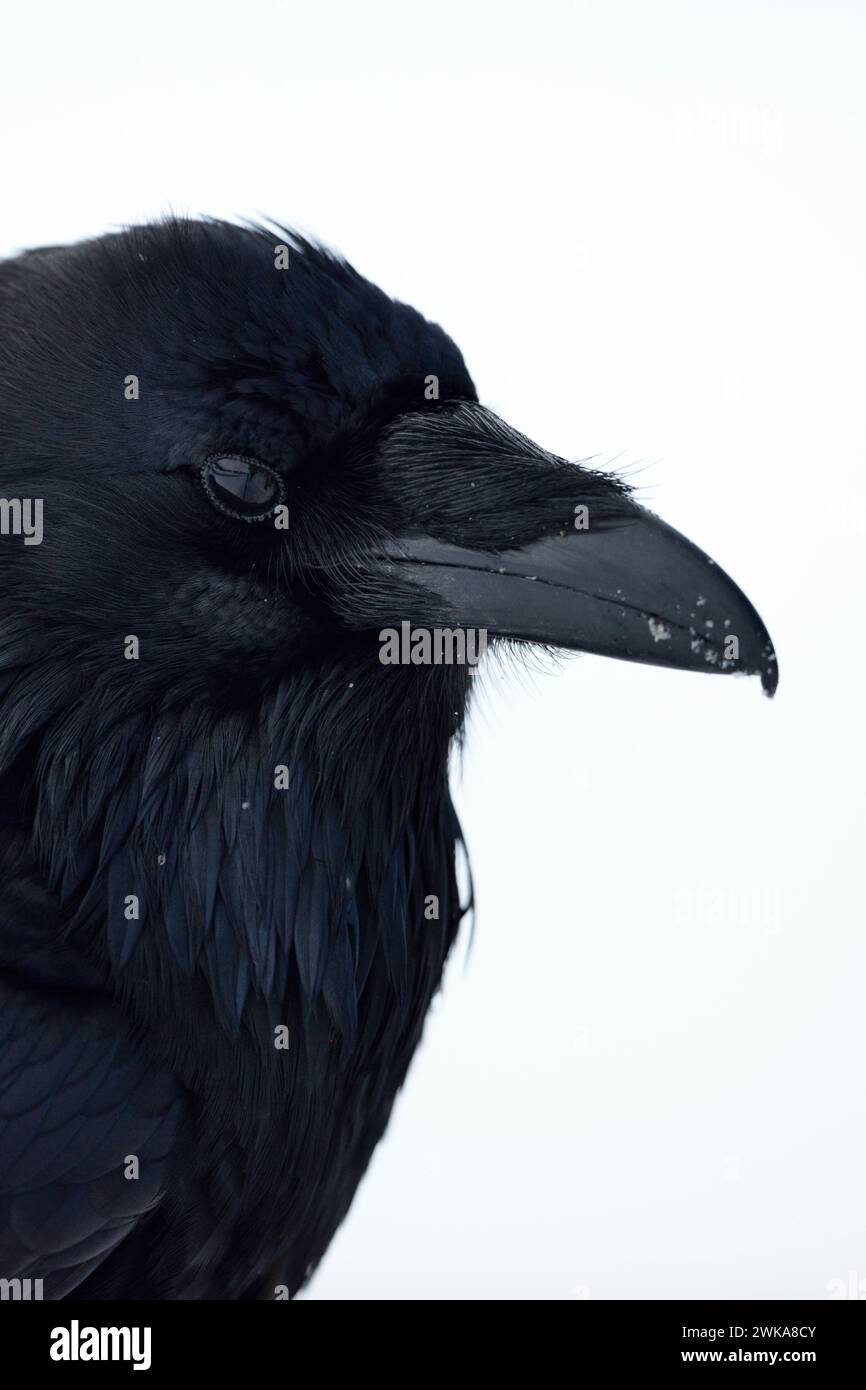 Corbeau commun ( Corvus corax ) en hiver, gros plan, photo de tête, riche de détails, région de Yellowstone, Montana, États-Unis. Banque D'Images