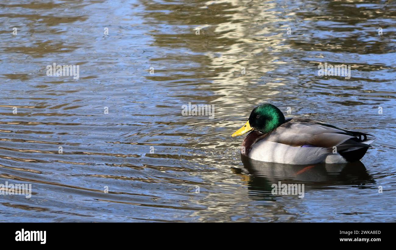 Le Canard colvert (Anas platyrhynchos) Banque D'Images