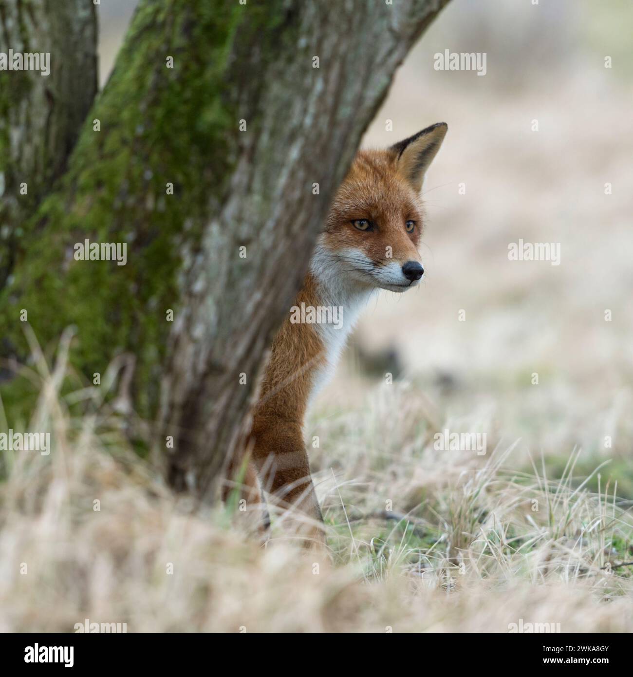 Renard rouge ( Vulpes vulpes ) assis dans l'herbe, caché derrière un arbre, regardant attentivement mais attentif, drôle de faune, Europe. Banque D'Images