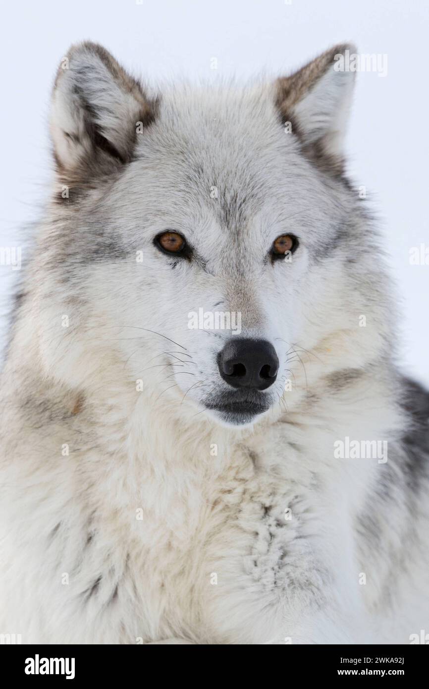 Grauer Wolf / Grauwolf / Timberwolf Wolf Canis lupus im Winter, Nahaufnahme, liegend, im Schnee ruhender Wolf, fotografiert auf Augenhöhe, detailreiche Nahaufnahme, bernsteinfarbene ausdrucksstarke Augen, Yellowstone-Gebiet, Montana, États-Unis. *** Loup gris Canis lupus en hiver, gros plan, couché, reposant dans la neige, yeux de couleur ambre, regarder attentivement, semble mignon, région de Yellowstone, Montana, États-Unis. Wyoming Nordamerika, Vereinigte Staaten von Amerika Banque D'Images