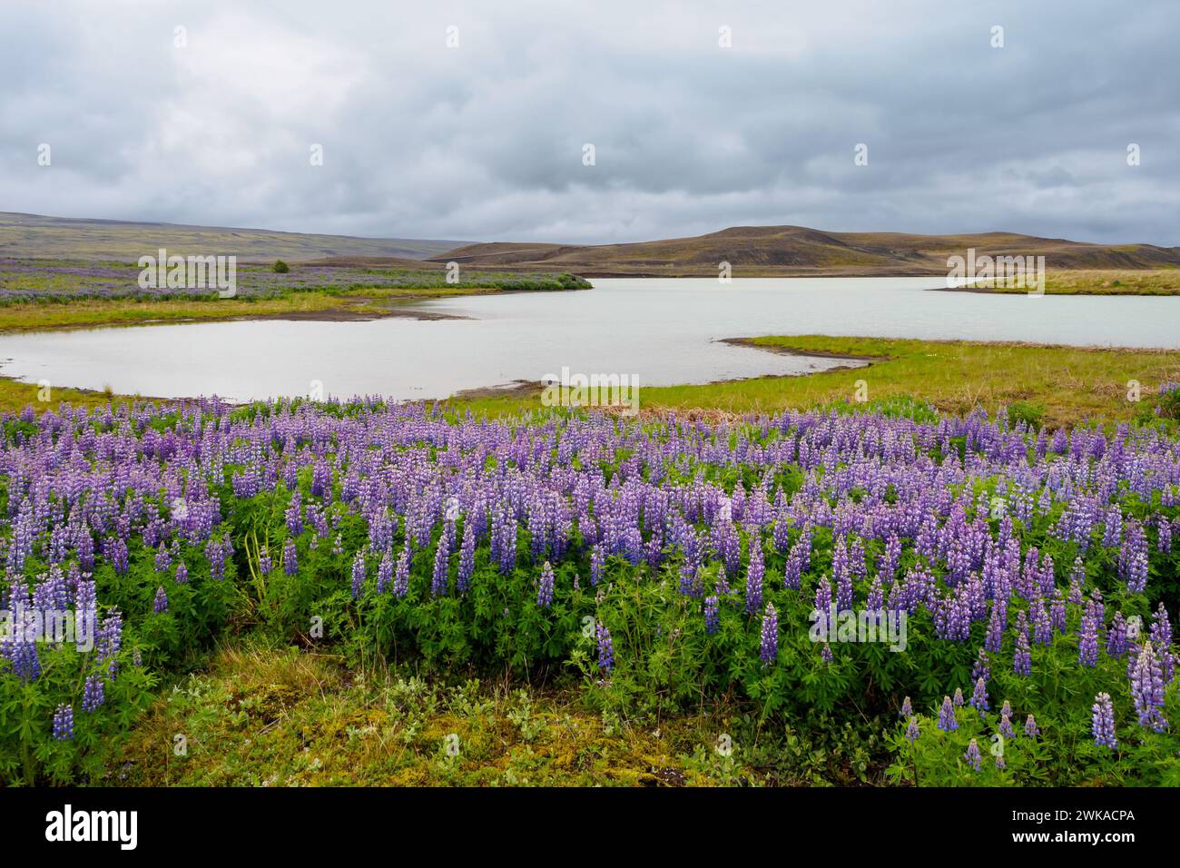 Paysage avec les lupins Nootka en Islande Banque D'Images