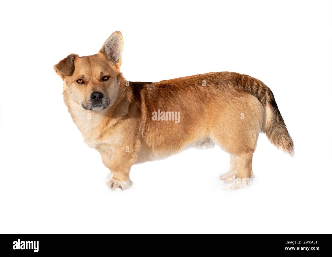 Chien brun debout dans la neige isolé sur un fond blanc. Banque D'Images