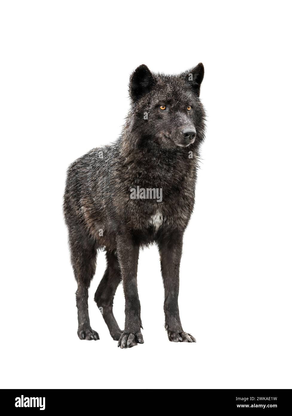 Le loup canadien se dresse par temps neigeux isolé sur fond blanc Banque D'Images