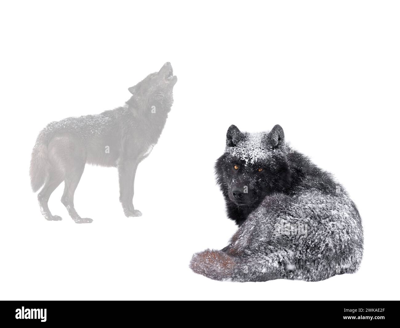 Le loup canadien repose sur le fond d'un loup hurlant isolé sur un fond blanc. Banque D'Images