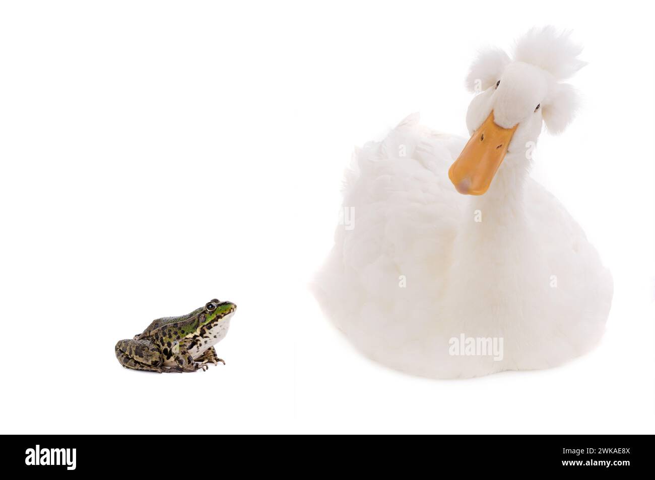 grenouille et canard isolés sur un fond blanc. Banque D'Images