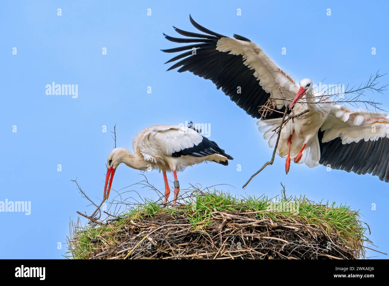 Cigogne blanche (Ciconia ciconia) femelle renforçant le vieux nid du printemps précédent avec des brindilles et atterrissage mâle avec grande branche dans le bec pour la construction du nid Banque D'Images