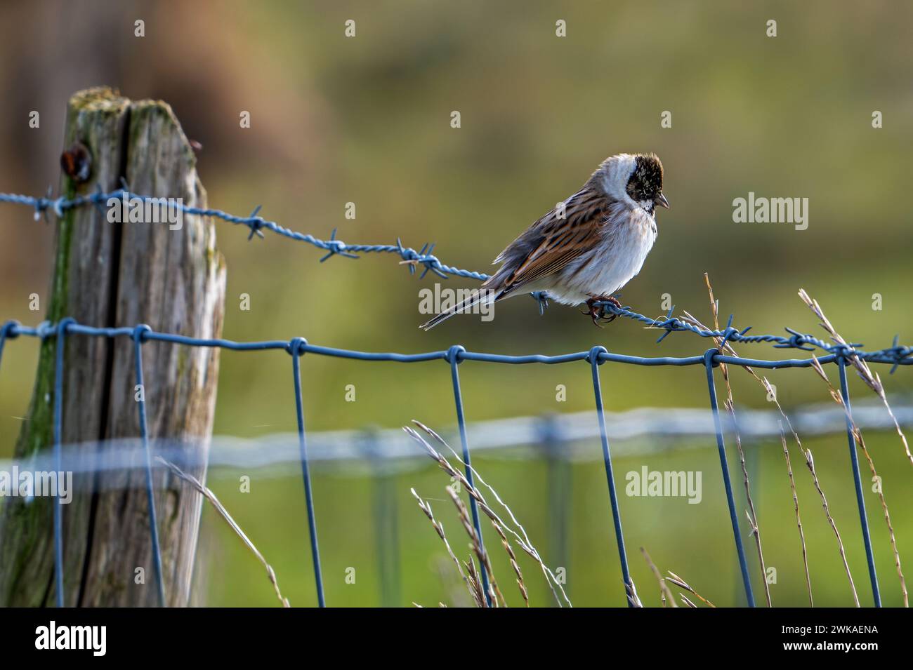 Banderole de roseau commun (Emberiza schoeniclus) mâle perché sur barbwire / barbelé clôture le long de prairie à la fin de l'hiver Banque D'Images