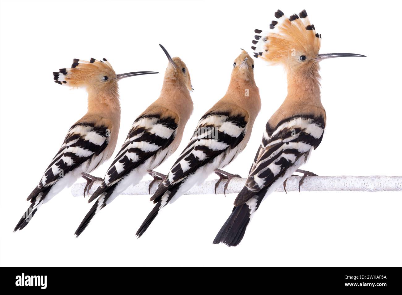 famille de hoopoe se trouve sur un bouleau isolé sur un fond blanc. Banque D'Images